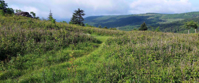 Green meadow in the mountains of Appalachian trail