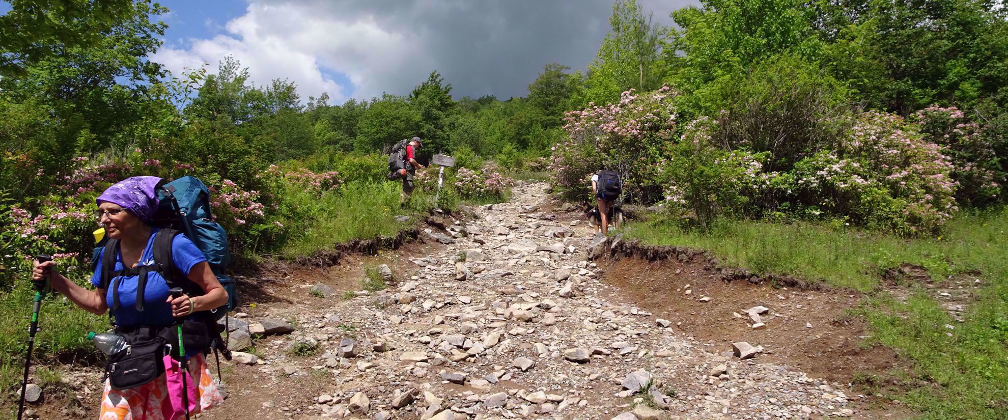 Rocky trail and greenery on the Appalachian Trail