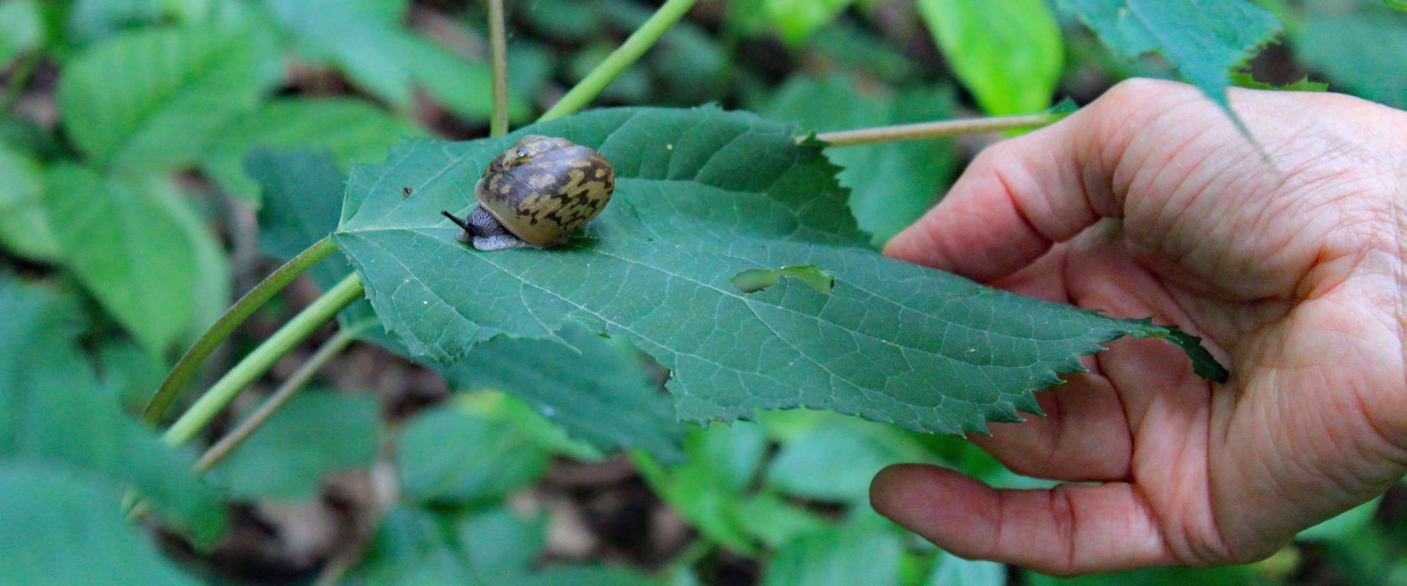 snail on a leaf appalachian trail