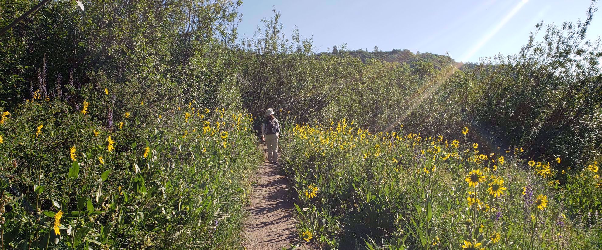 woman hiking through sunflowers in colorado