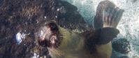 sea lion underwater in galapagos islands