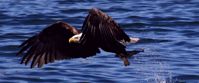 eagle swoops down for prey in nova scotia