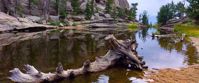 driftwood in water in colorado rockies