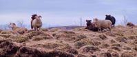 horned sheep in iceland