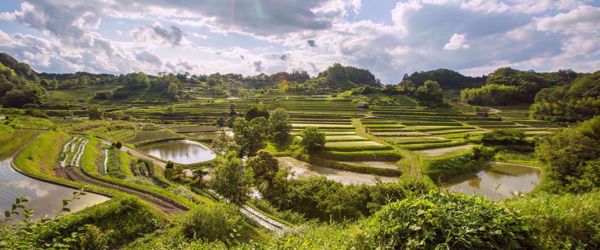 rice fields in japan