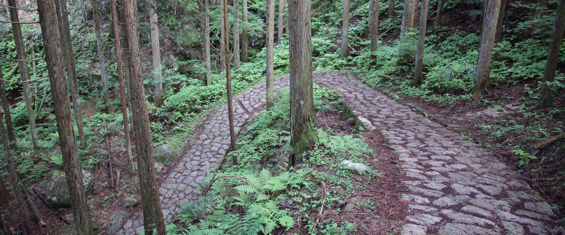 nature trail in japan