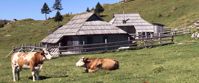 bulls rest in field slovenia