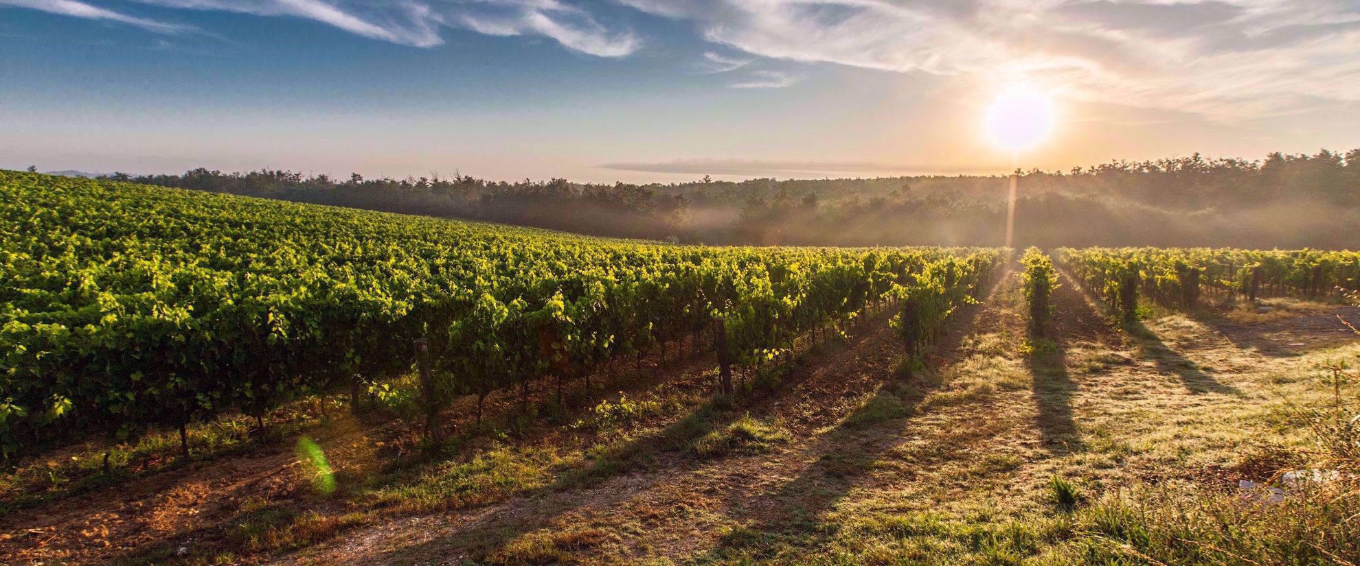golden sunset over vineyard in tuscany
