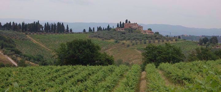 fields on vineyards in tuscany italy