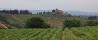 fields on vineyards in tuscany italy