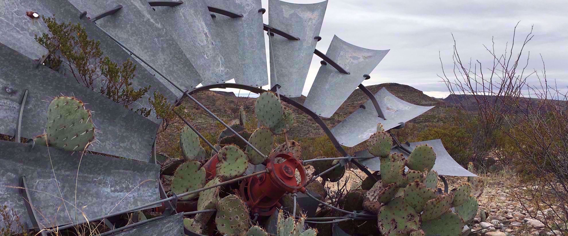 Fallen windmill growing cactus