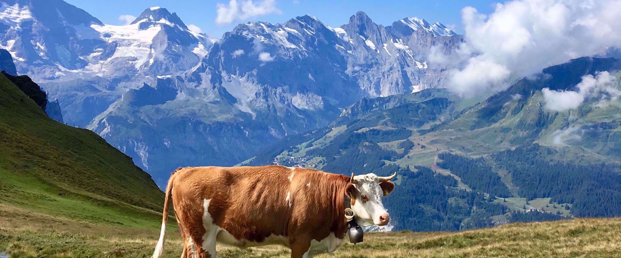 bull in meadow swiss alps