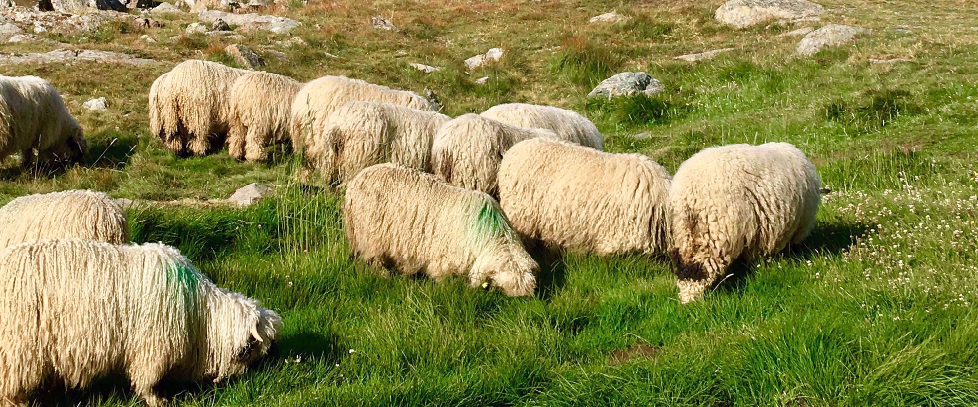 long haired sheep grazing in swiss meadow