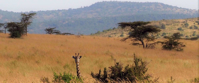 Giraffe on plain in tanzania