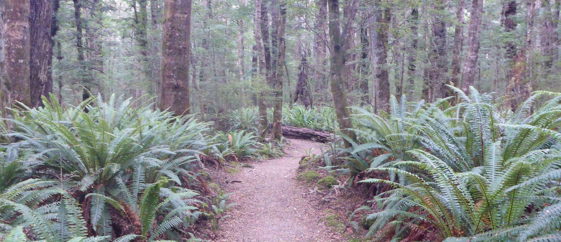 ferns lining trail in northern california