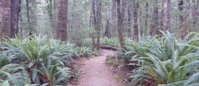 ferns lining trail in northern california