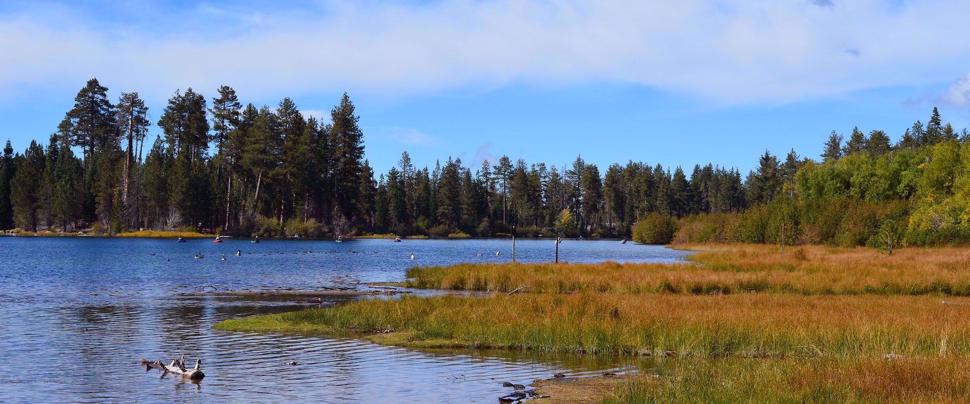 logs in water surrounded by trees napa valley