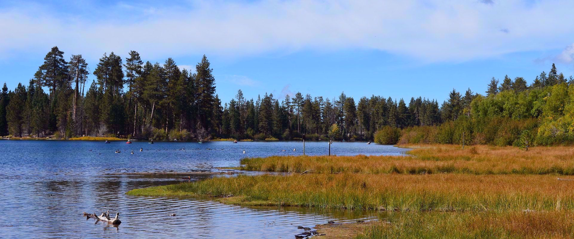 logs in water surrounded by trees napa valley