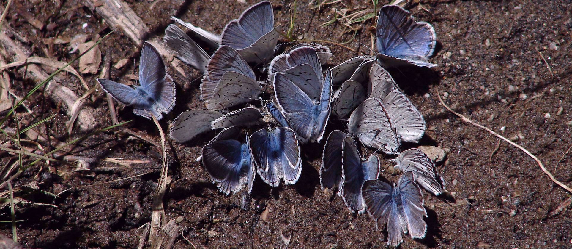 blue butterflies in northern california