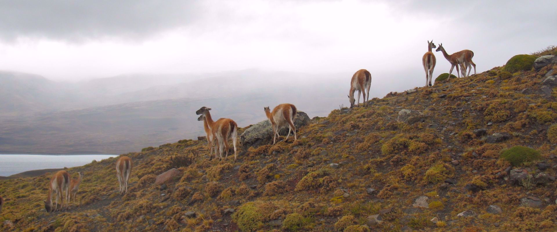 nine Guanacos grazing on hillside