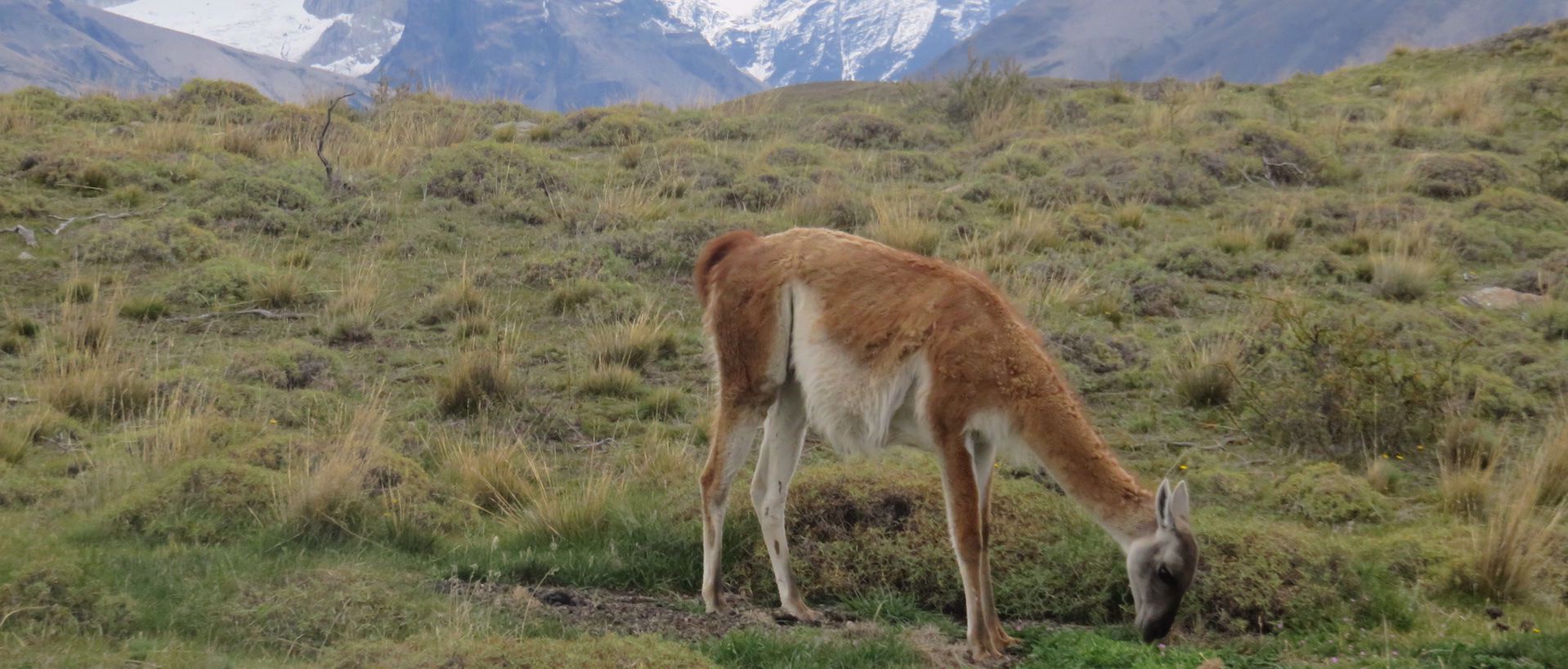 Guanaco