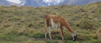 Guanaco