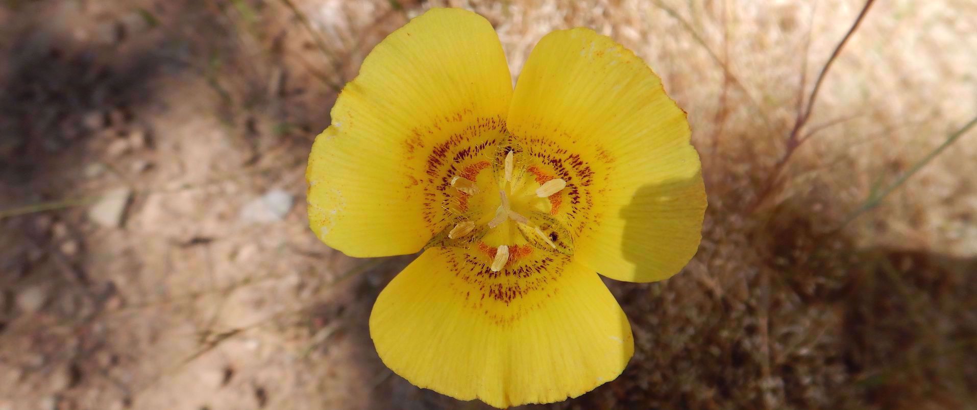 yellow California Poppy