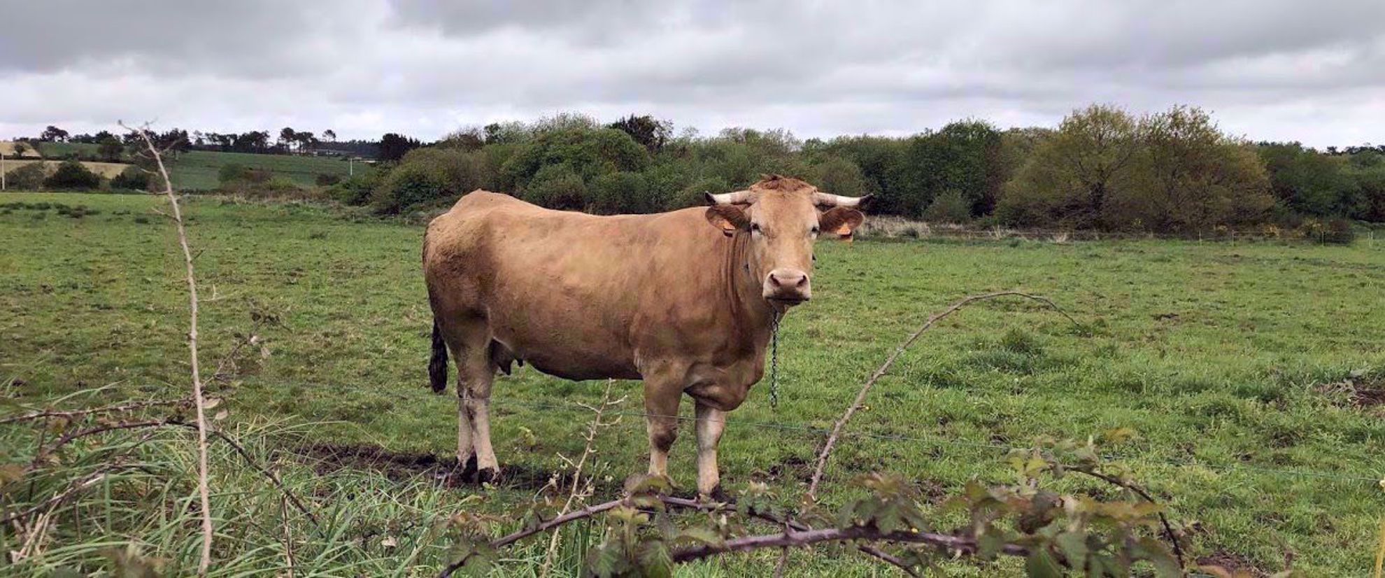 Bull in field near camino de santiago