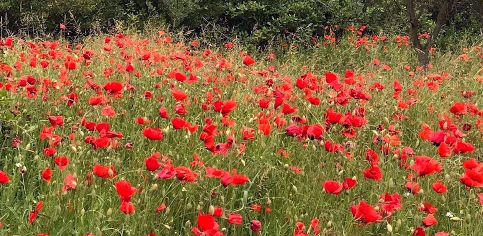 Women's Hiking Trip in Provence | Avignon, France | AGC