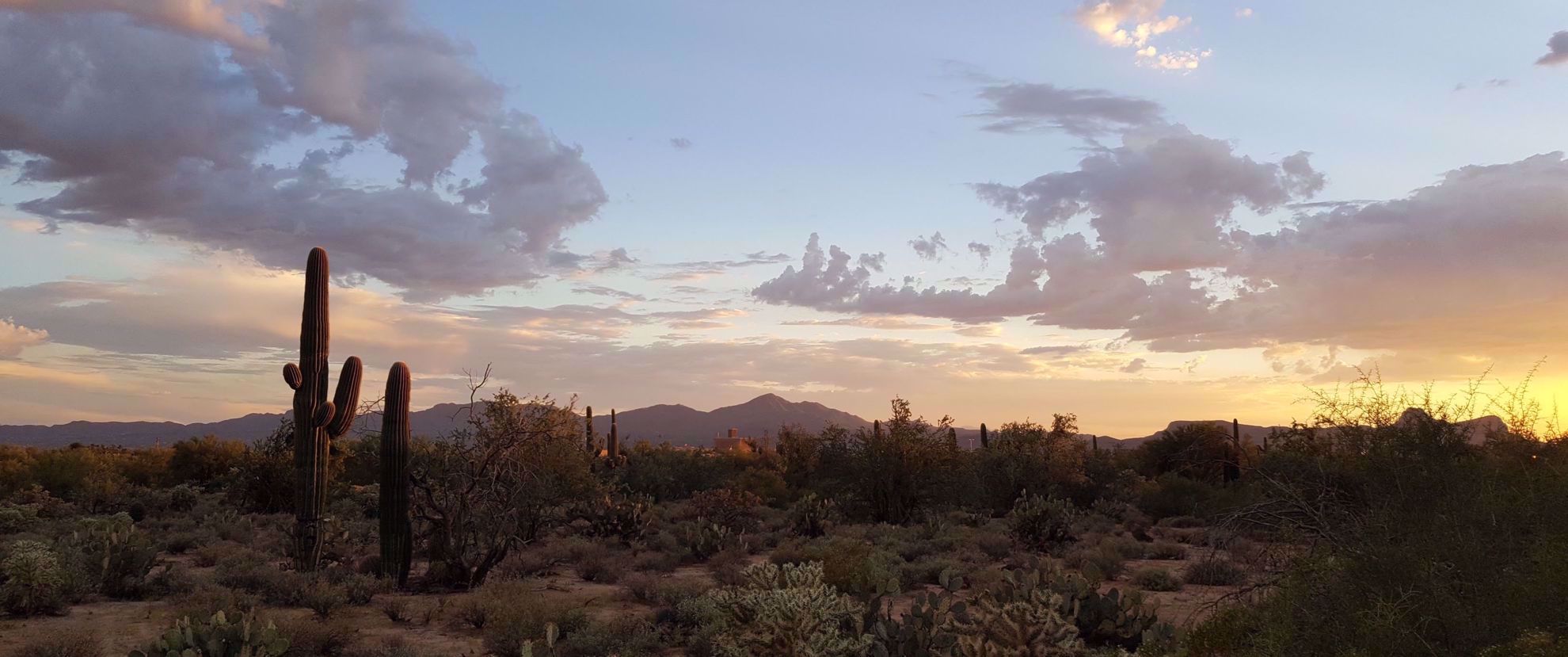 Saguaro cactus in the Sonoran Desert at sunset