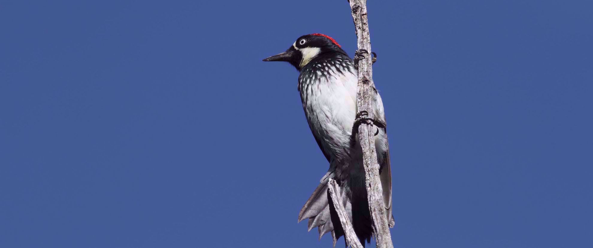Acorn woodpecker in the Sonoran Desert