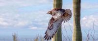 Hawk flying be a Saguaro Cactus