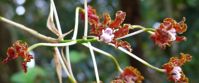 Guyana colorful orchid botany