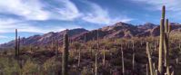 Sonoran dessert saguaro