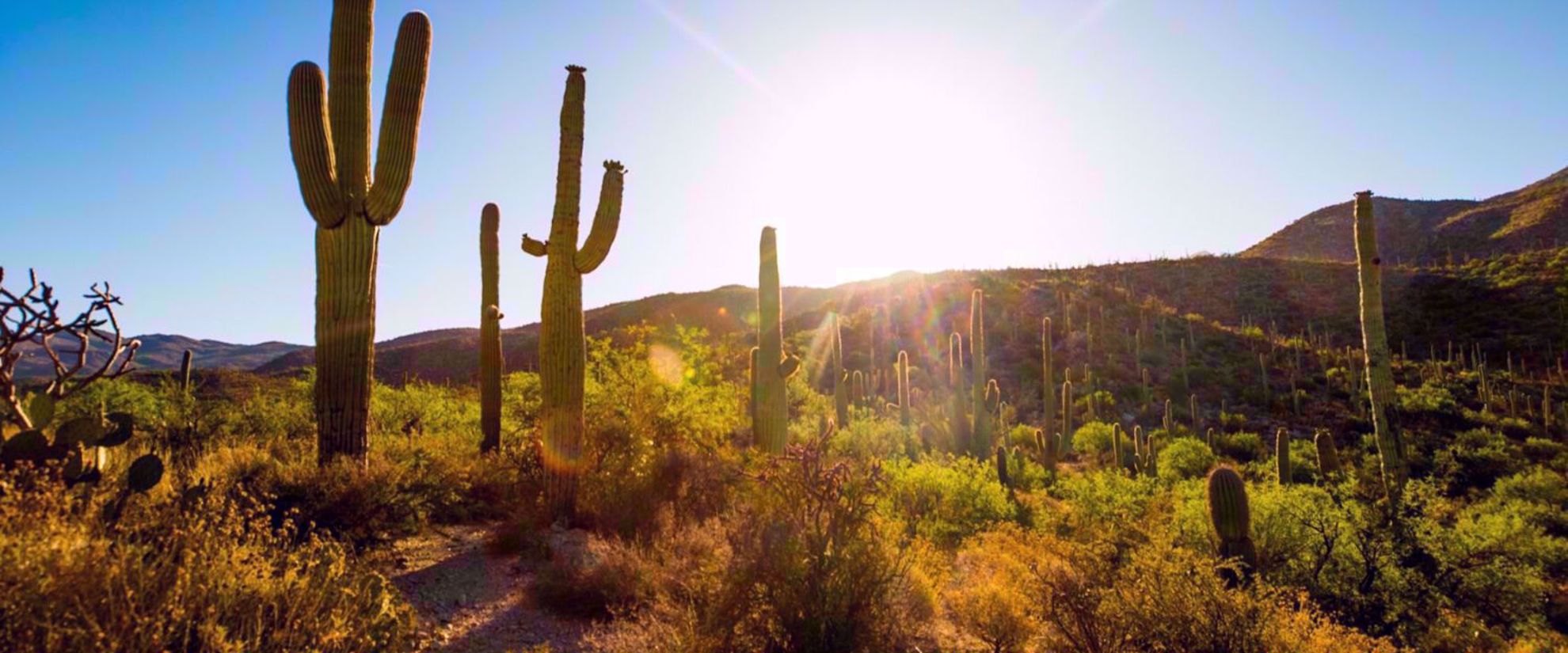 Sonoran dessert saguaro sun and mountains