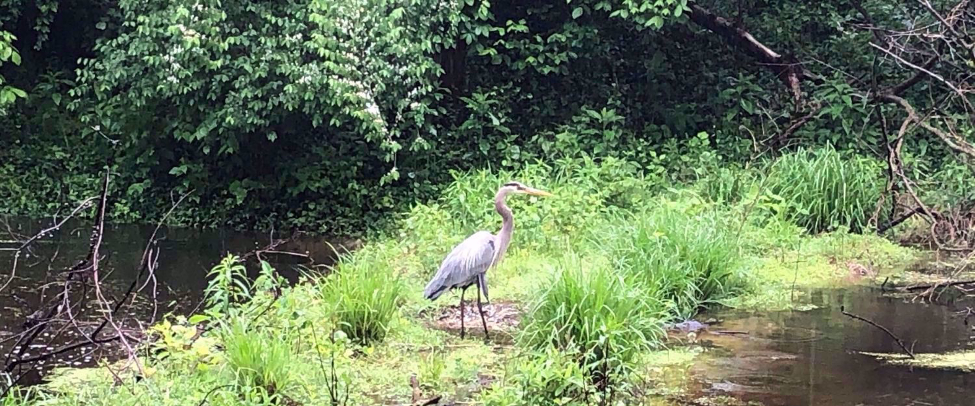 blue heron; harpers ferry