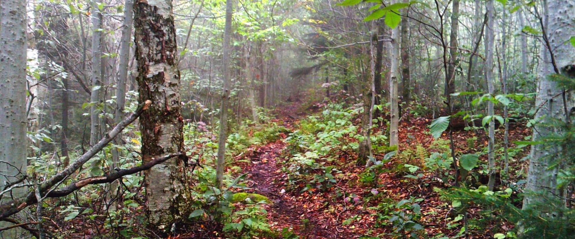 Long Trail backpack in Vermont