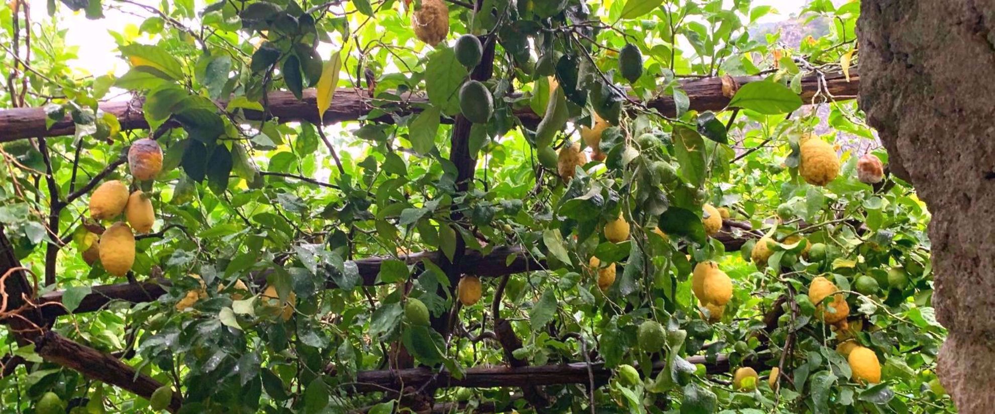 lemon groves of sicily