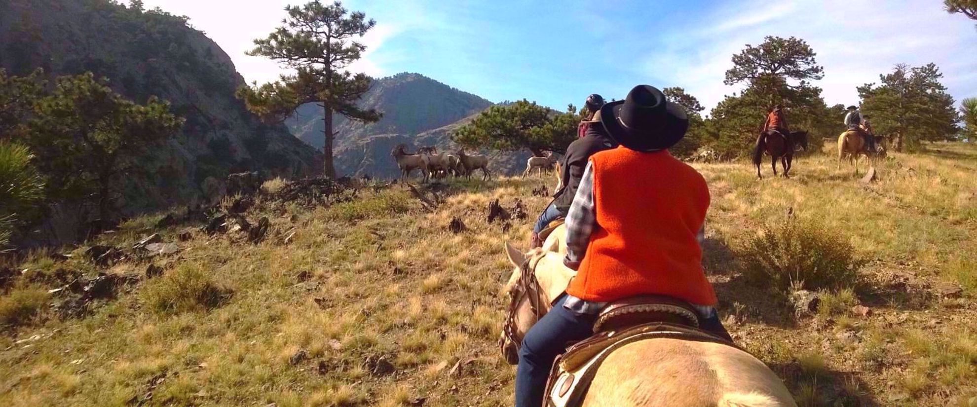 spotting wildlife along your trail ride