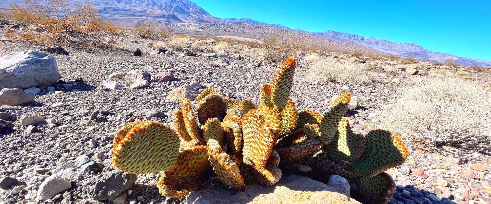 desert flora and fauna in death valley