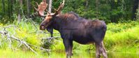 opportunity to spot moose in Maine