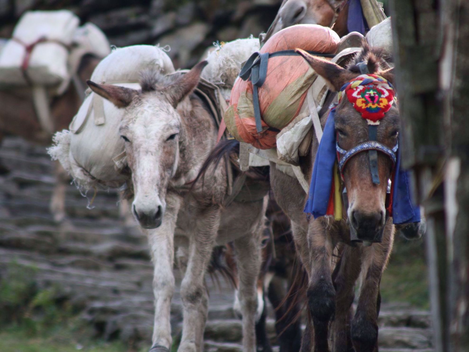 Trekking, Culture and Wildlife in Nepal