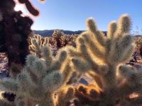 Joshua Tree desert hiking