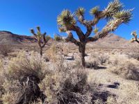 Joshua Tree Womens Group Travel