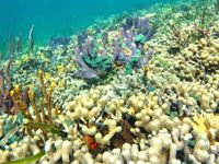 coral reef snorkeling in Panama	