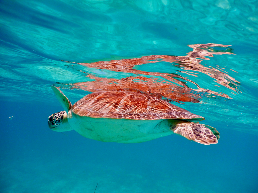 Adventures in the Caribbean: St. John