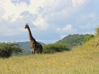 Picture of Tanzania Journey: Ngorongoro Highlands Trek and Wildlife Safari