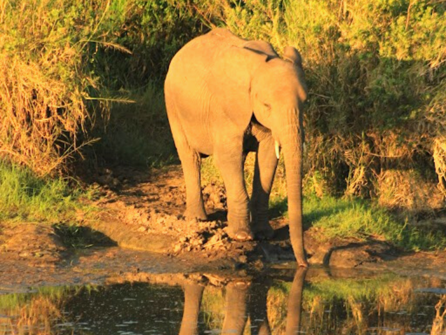 Picture of Tanzania Journey: Ngorongoro Highlands Trek and Wildlife Safari