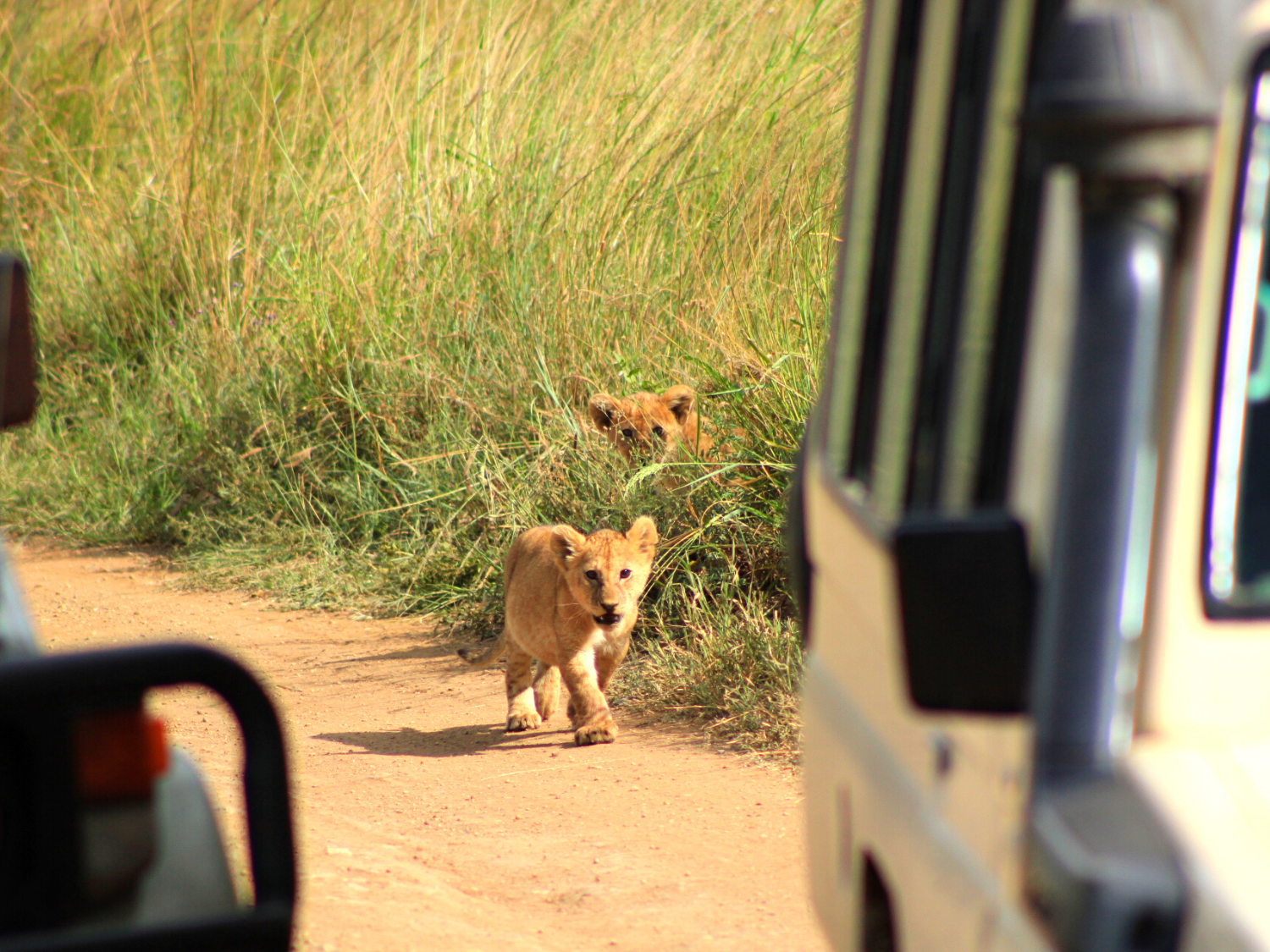 Picture of Tanzania Journey: Ngorongoro Highlands Trek and Wildlife Safari