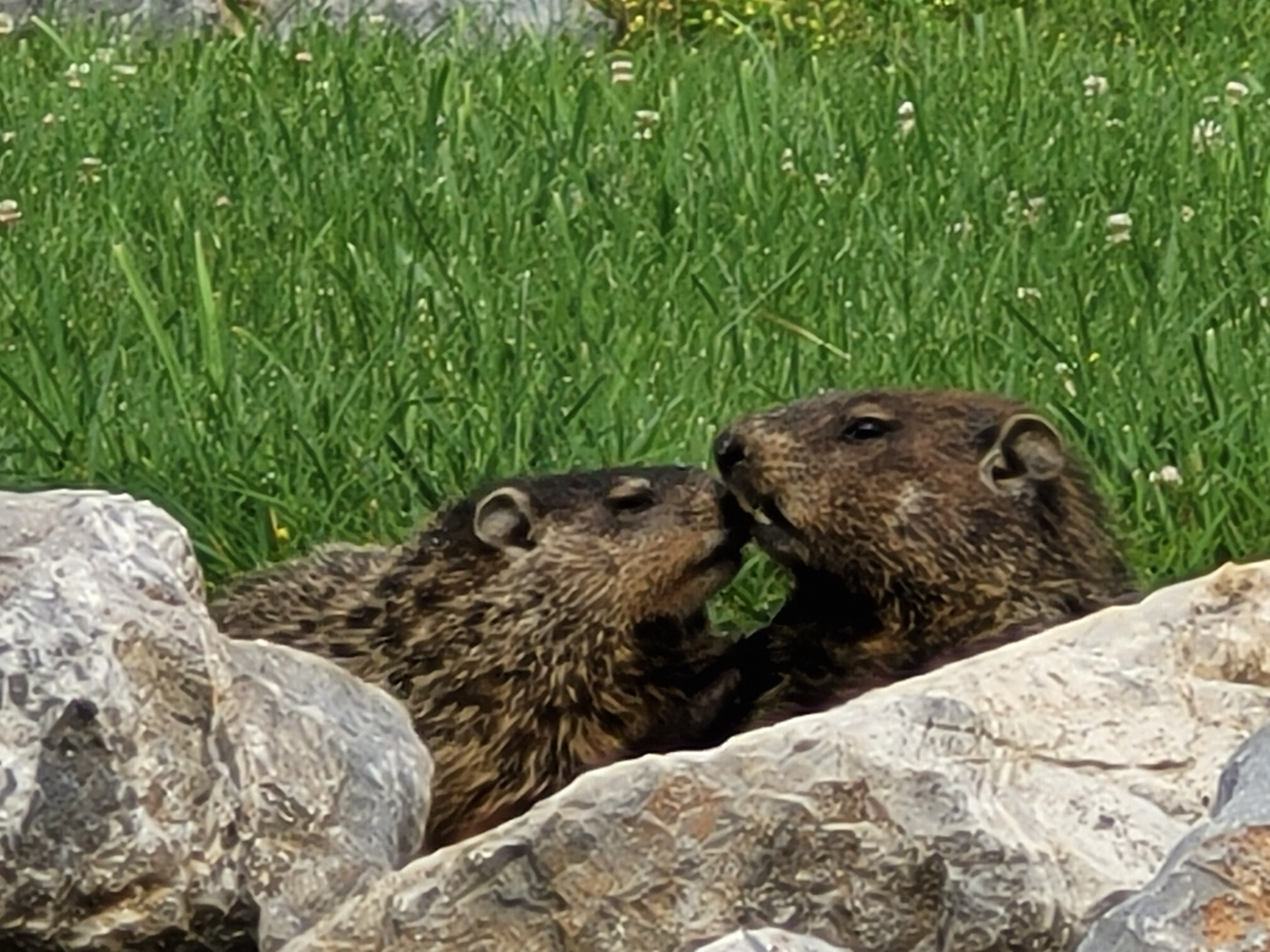 shenandoah national park wildlife